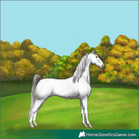 Horse Color:Buckskin Dun Snowcap 