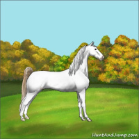 Horse Color:Buckskin Dun Near Leopard 