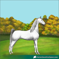 Horse Color:Brown Snowcap 
