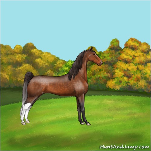 Horse Color:Buckskin Appaloosa 