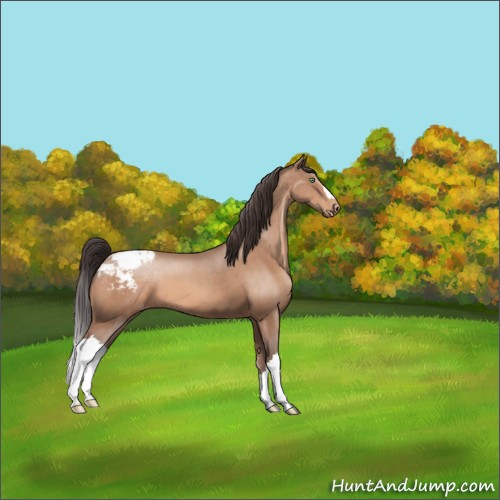Horse Color:Sable Champagne Appaloosa 