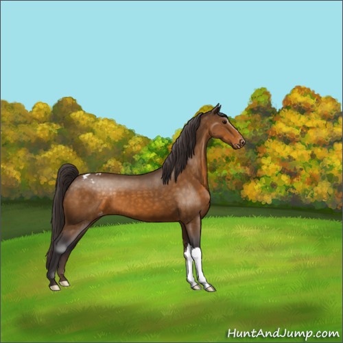 Horse Color:Buckskin Appaloosa 
