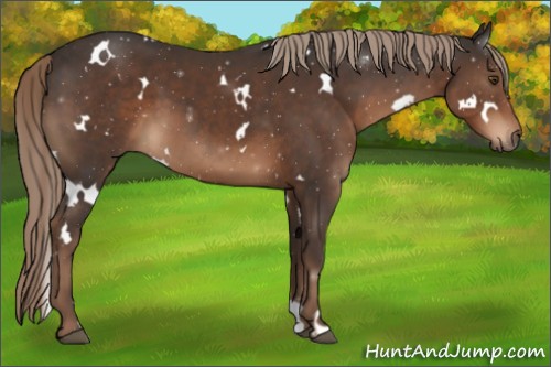 Horse Color:White Spotted Liver Chestnut 