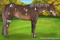Horse Color:White Spotted Liver Chestnut 