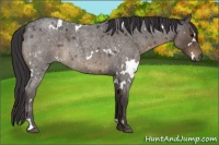 Horse Color:White Spotted Smoky Blue Roan 