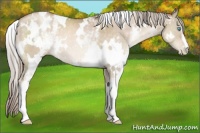 Horse Color:White Spotted Chocolate Palomino Pearl 