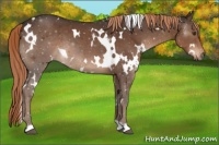 Horse Color:White Spotted Liver Chestnut 