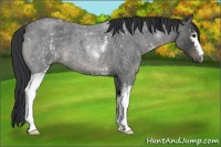 Horse Color:White Spotted Blue Roan 