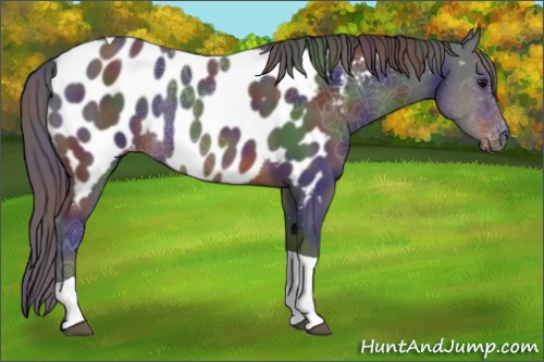Horse Color:Nacre Brown Tobiano Appaloosa Rabicano 