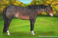 Horse Color:Brown Appaloosa 