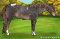 Horse Color:Liver Chestnut Tobiano 