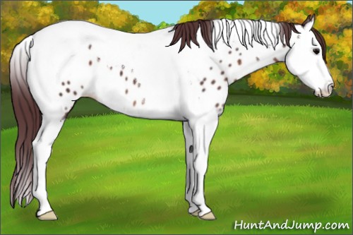 Horse Color:Chocolate Brown Sabino Splash Tobiano Appaloosa 