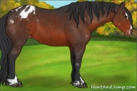 Horse Color:Brown Sabino Blanket 