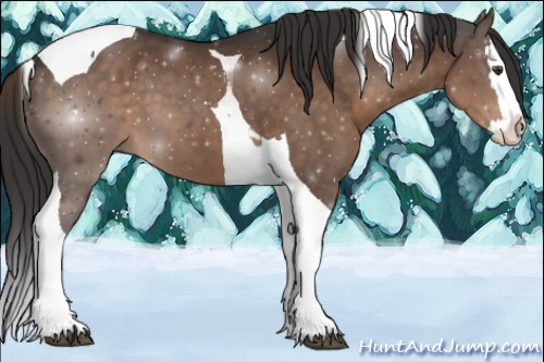 Horse Color:Liver Chestnut Splash Tobiano 