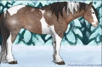 Horse Color:Liver Chestnut Splash Tobiano 