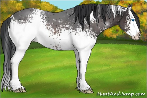 Horse Color:White Spotted Brown Splash 