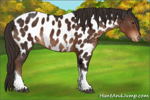 Horse Color:Liver Chestnut Tobiano Appaloosa Rabicano 