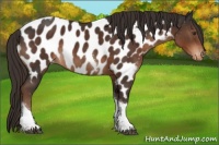 Horse Color:Liver Chestnut Tobiano Near Leopard Rabicano 