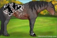 Horse Color:Brown Ice Appaloosa 