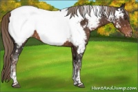 Horse Color:Liver Chestnut Tobiano Appaloosa 