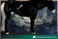 Horse Color:Liver Red Ice Roan Splash Appaloosa 