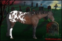 Horse Color:Brown Appaloosa