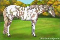 Horse Color:Nacre White Spotted Chocolate Palomino Tobiano Near Leopard