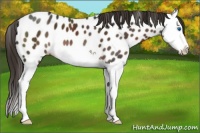 Horse Color:Liver Chestnut Sabino Splash Near Leopard