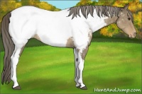 Horse Color:Chocolate Palomino Dun Tobiano Snowcap 