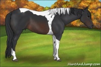 Horse Color:Brown Tobiano 