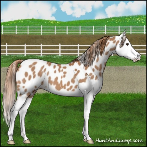 Horse Color:Chestnut Splash Appaloosa 