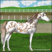 Horse Color:Chestnut Splash Leopard 