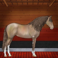 Horse Color:Black Pearl Sabino