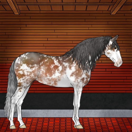 Horse Color:Brown Sabino Rabicano 