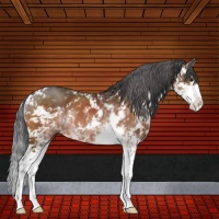 Horse Color:Brown Sabino Rabicano
