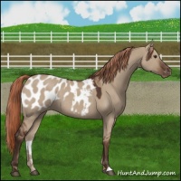 Horse Color:Liver Red Dun Appaloosa Rabicano