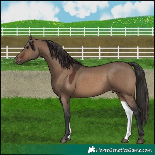 Horse Color:Brown Dun Appaloosa 