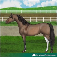 Horse Color:Brown Dun Varnish 