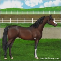 Horse Color:Brown Appaloosa