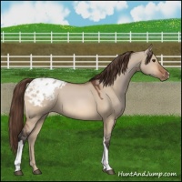 Horse Color:Bay Dun Appaloosa