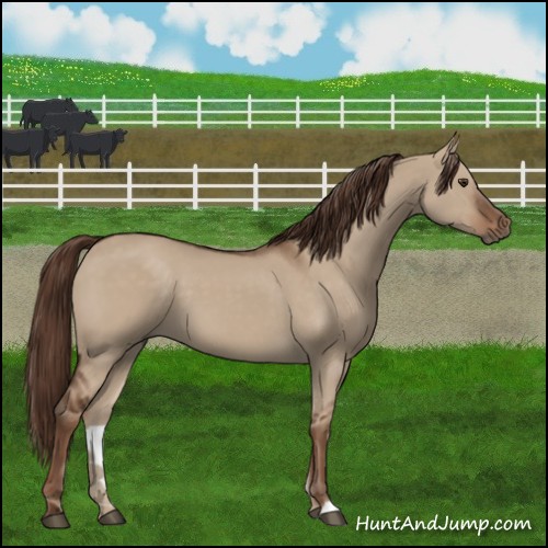 Horse Color:Liver Red Dun 