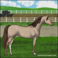 Horse Color:Liver Red Dun 