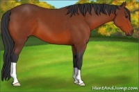 Horse Color:Bay 