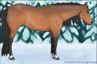 Horse Color:Buckskin Rabicano