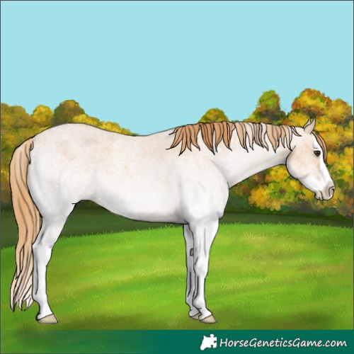 Horse Color:White Spotted Red Dun Roan Splash 