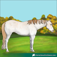 Horse Color:White Spotted Red Dun Roan Splash 