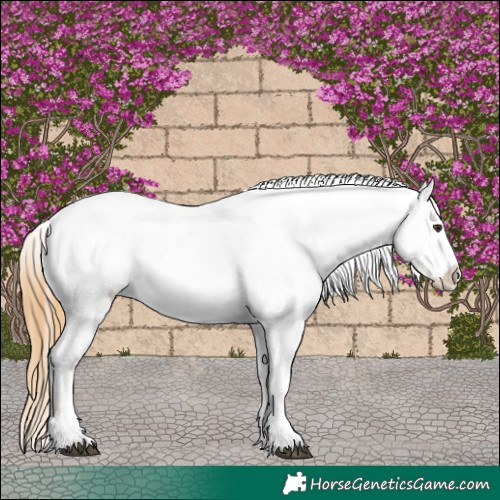 Horse Color:White Spotted Chestnut Appaloosa 