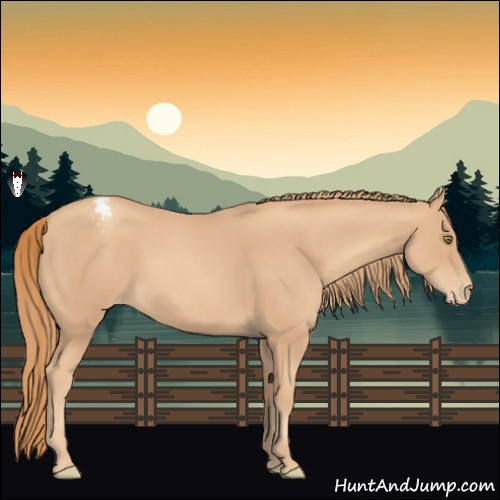 Horse Color:Gold Champagne Appaloosa 