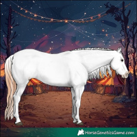 Horse Color:Bay Sabino Appaloosa 