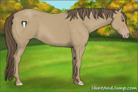 Horse Color:Classic Cream Champagne 